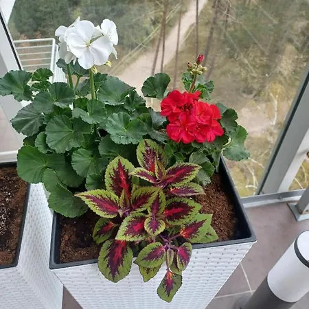 Z Widokiem Na Morze Dziwnówek